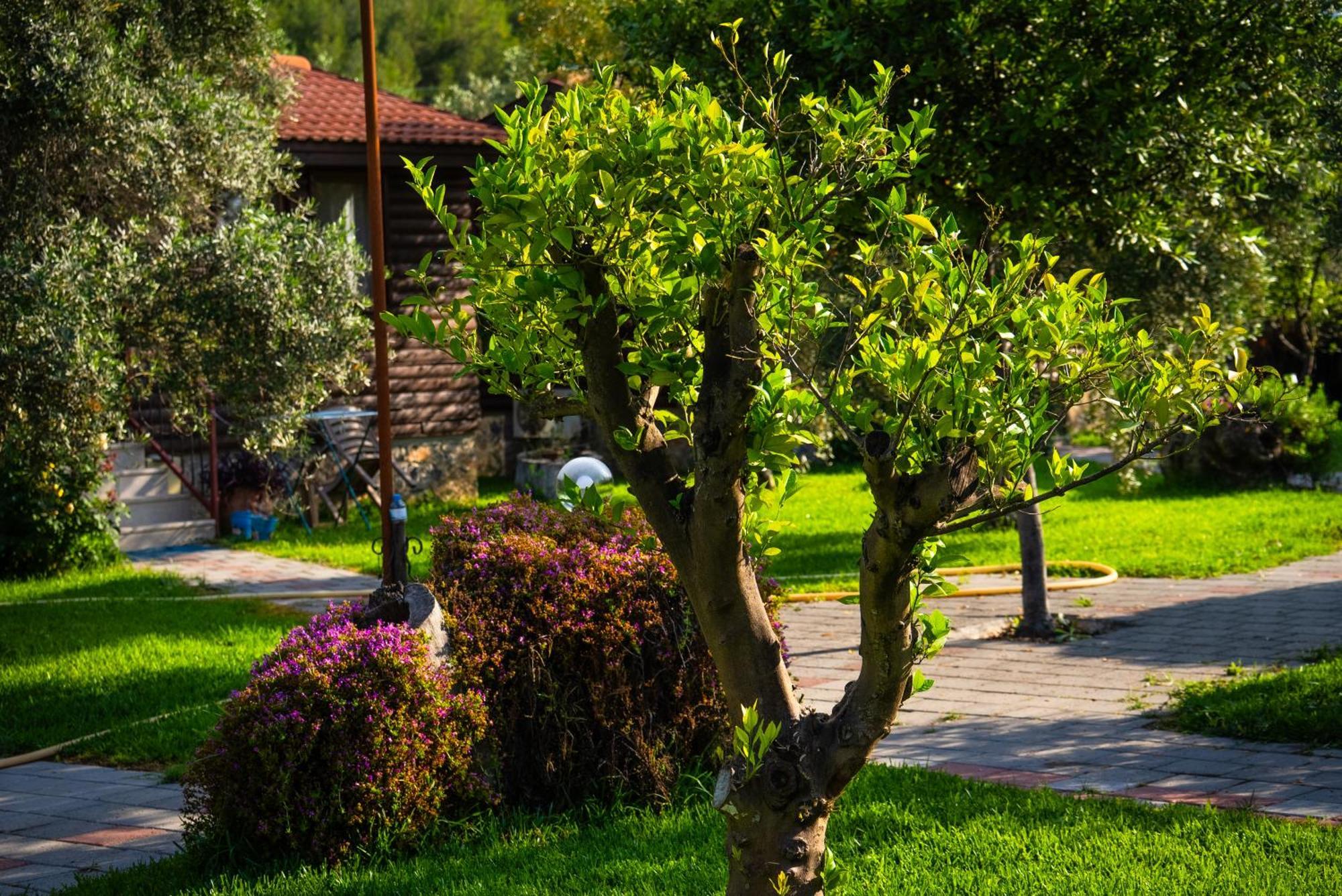 Defne Olive Gardens, Koca Calis, Fethiye - Previously Defne Pansiyon Εξωτερικό φωτογραφία